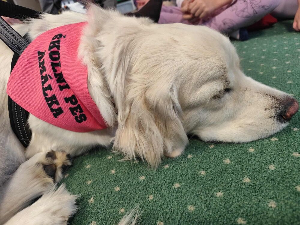 Školní pes Amálka – když jdou děti do školy s úsměvem