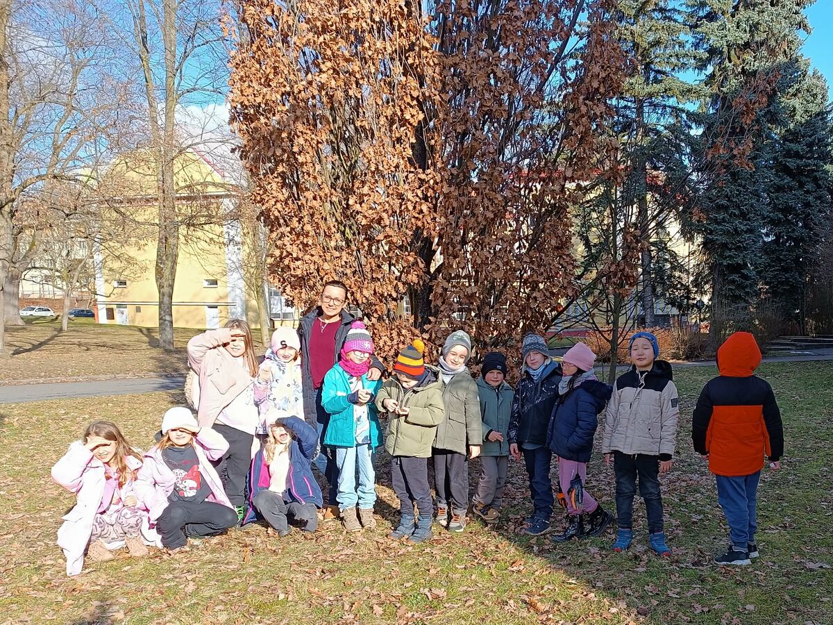 JAK ROSTLINY LÉČÍ