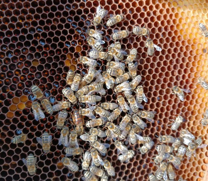 Včelařský kroužek - hledání včelí matky