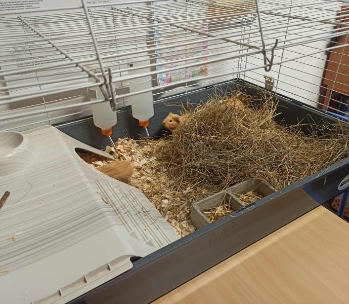 Obrázek galerie 18742