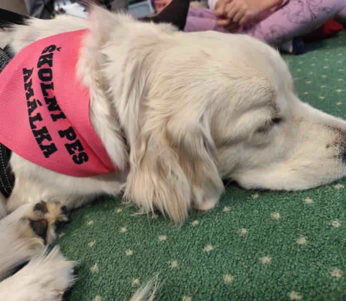 Obrázek galerie 19644